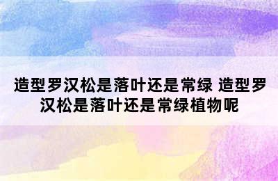 造型罗汉松是落叶还是常绿 造型罗汉松是落叶还是常绿植物呢